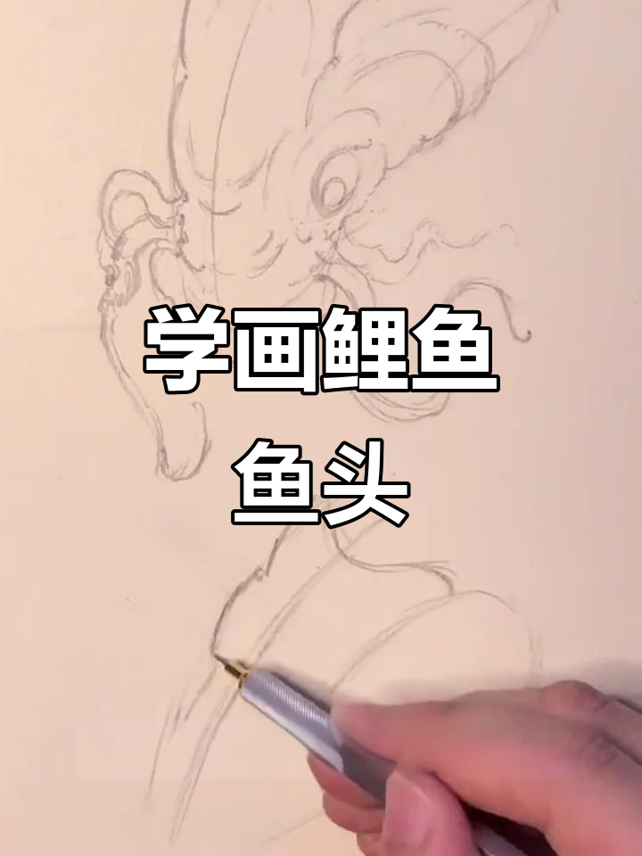 传统鲤鱼鱼头绘制技巧，从线条到细节的完美呈现