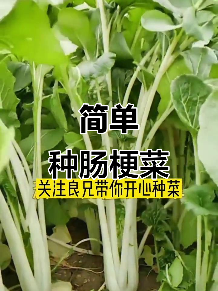 肠梗菜种植技巧,轻松做泡酸菜的必备原料
