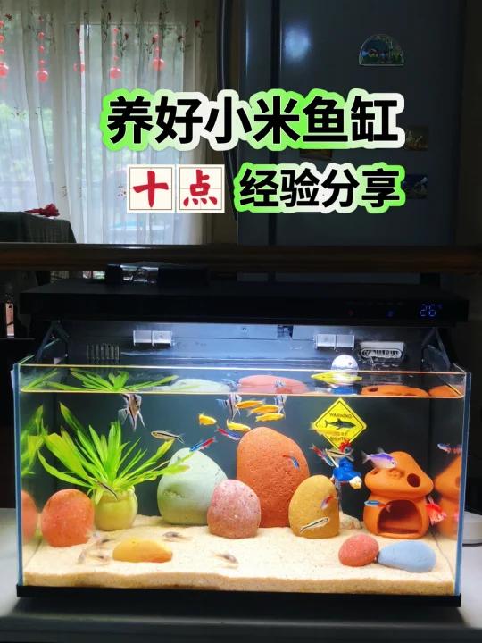 小米鱼缸开缸半年了,分享我的10点养鱼经验!
