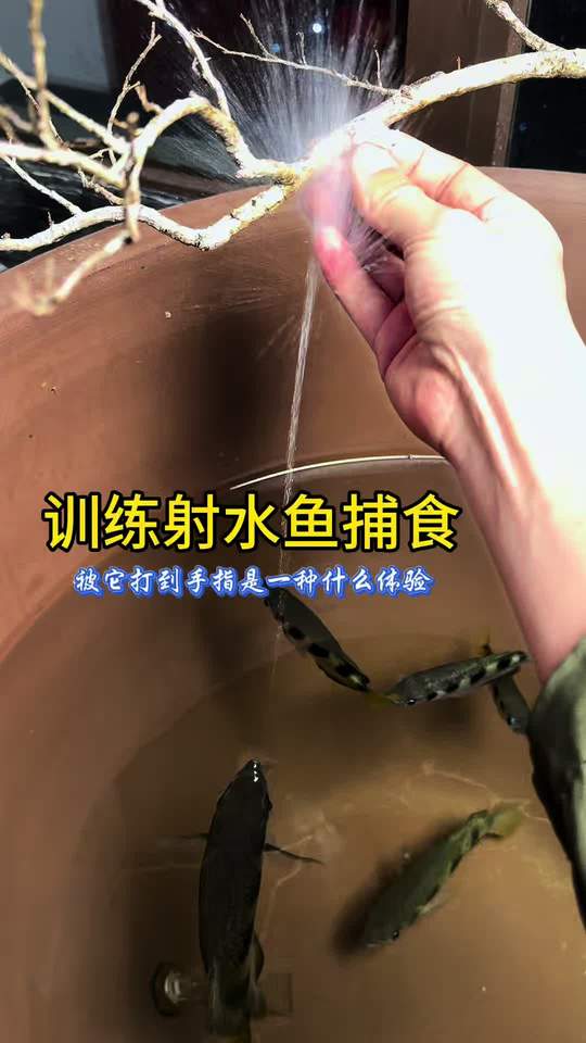 训练射水鱼捕食，被它打到手指是一种什么体验