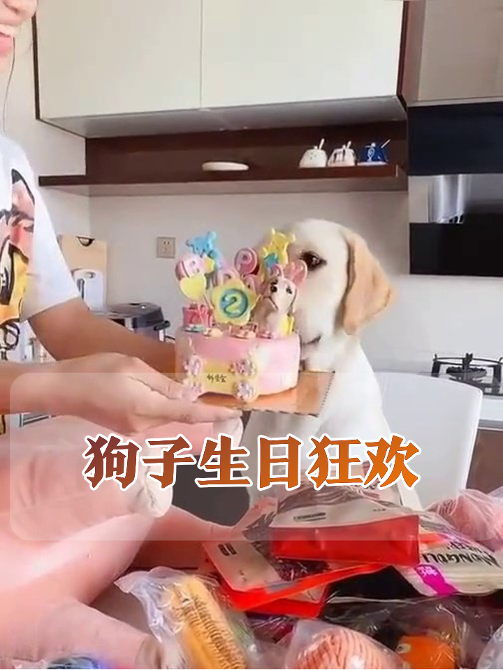 拉布拉多过生日拆礼物到手软,盯着蛋糕急到伸舌头:快让我吹蜡烛!