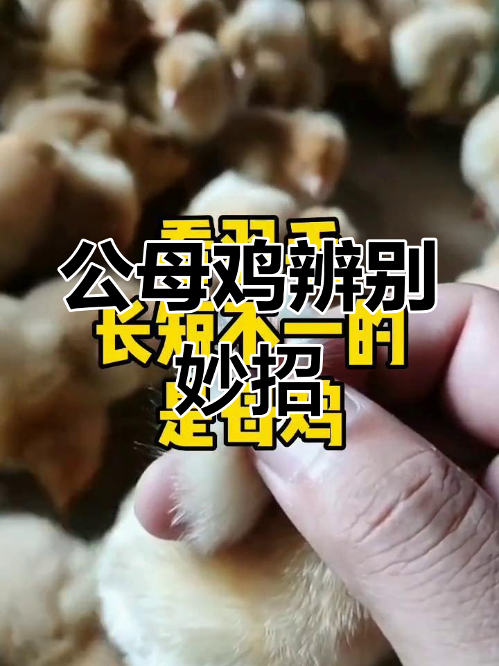 辨别公母鸡的小技巧,看翅膀羽毛就能分清