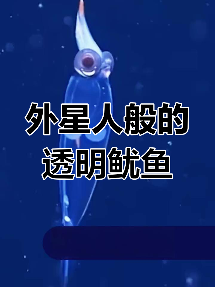 深海透明鱿鱼,外星感十足