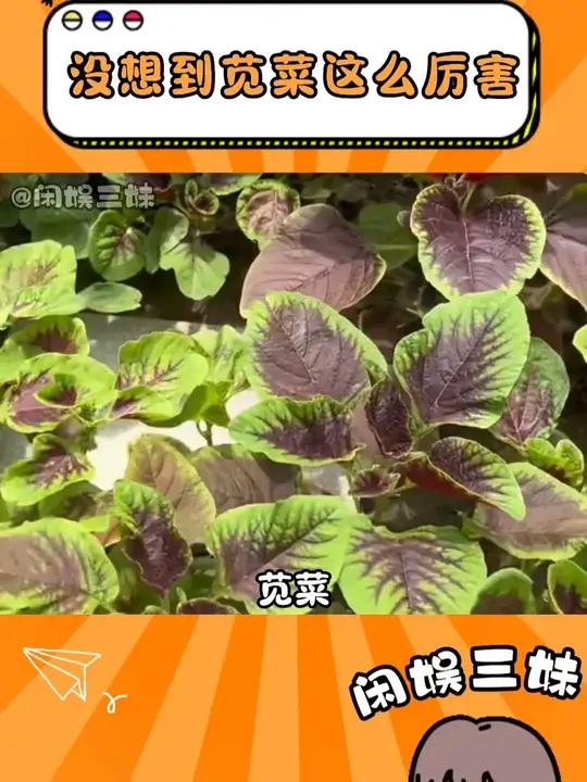 苋菜的作用和用途