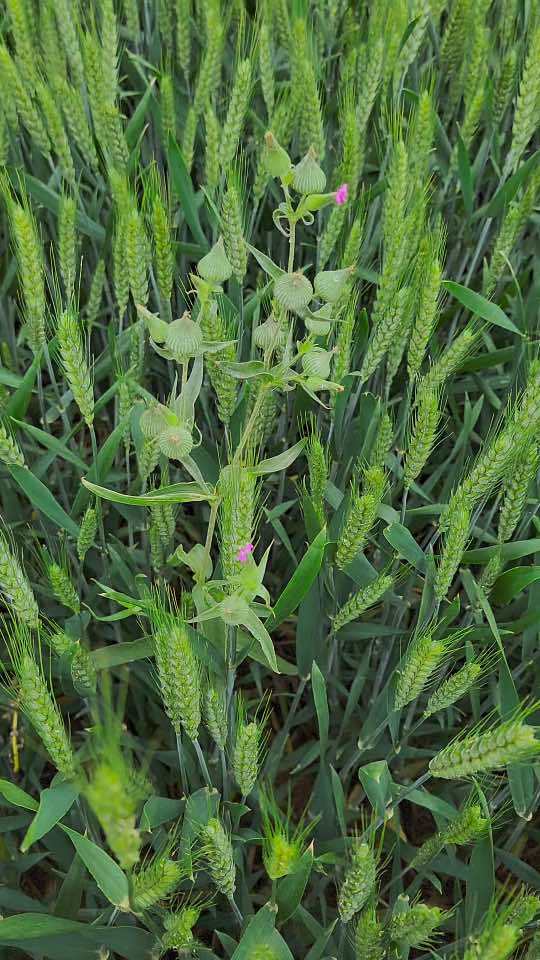 王不留行 面条菜 新农人计划2023 野菜 中药材 你想不到的昔日麦田三害,也有你看不到一