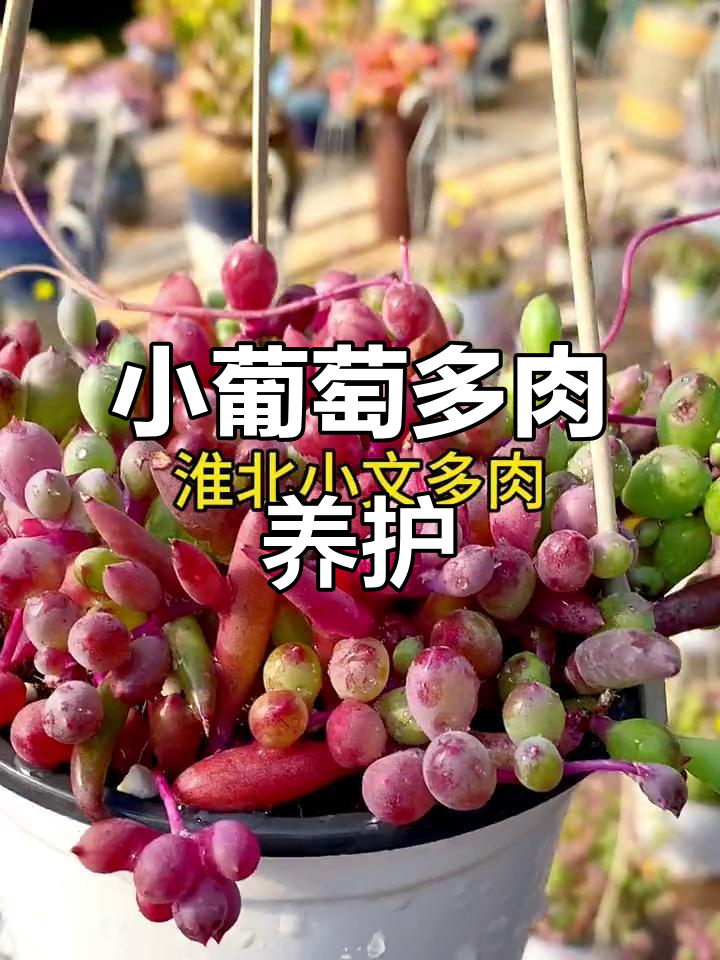 淮北小文多肉，紫红葡萄吊盆，超美！