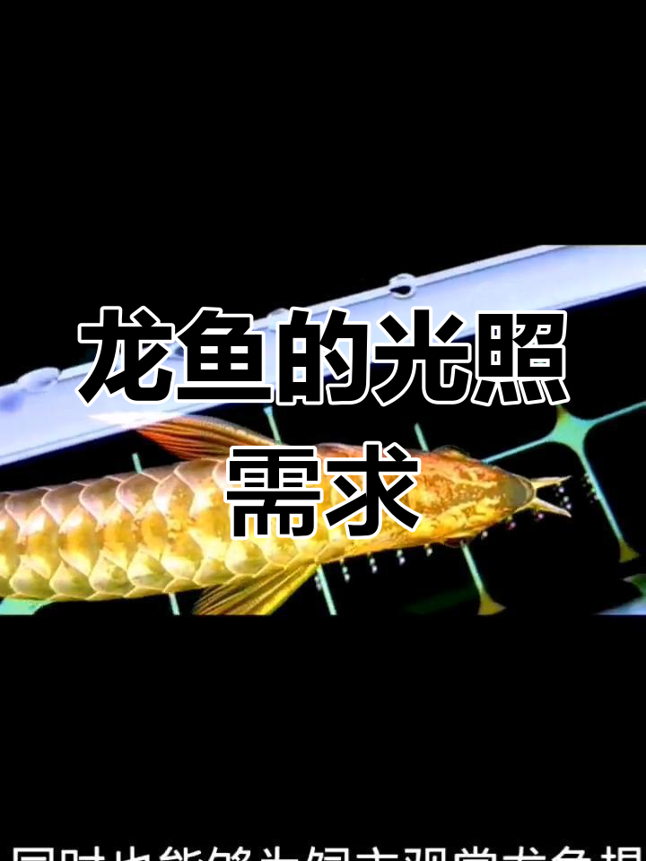 龙鱼最佳光照时间解析