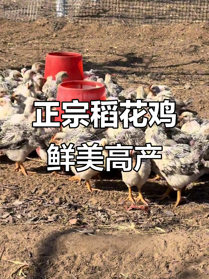 稻花鸡:产蛋王与美味柴鸡肉质揭秘