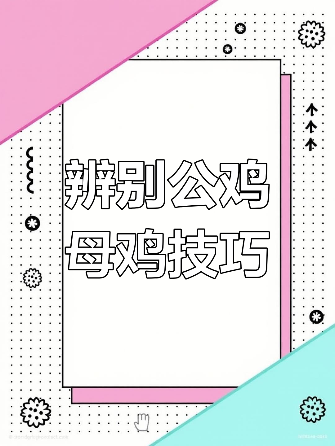 如何分辨公鸡母鸡?简单方法揭秘