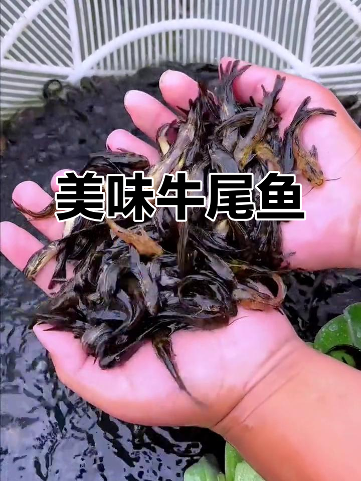 牛尾巴鱼,鲜美可口,肉质嫩滑,价格适中