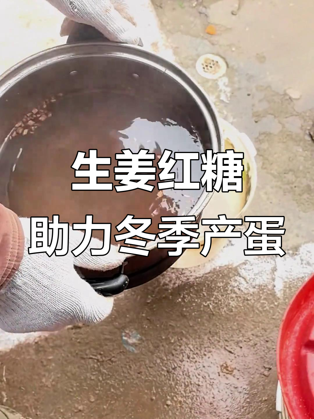冬天母鸡下蛋的秘密:生姜红糖水让它们更健康