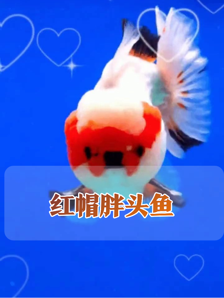 红帽胖头鱼游泳全靠晃,吐泡卖萌把人萌化了