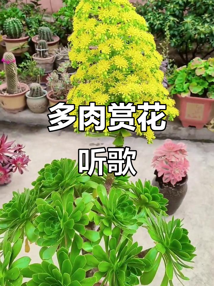春暖花开，多肉植物与音乐相伴