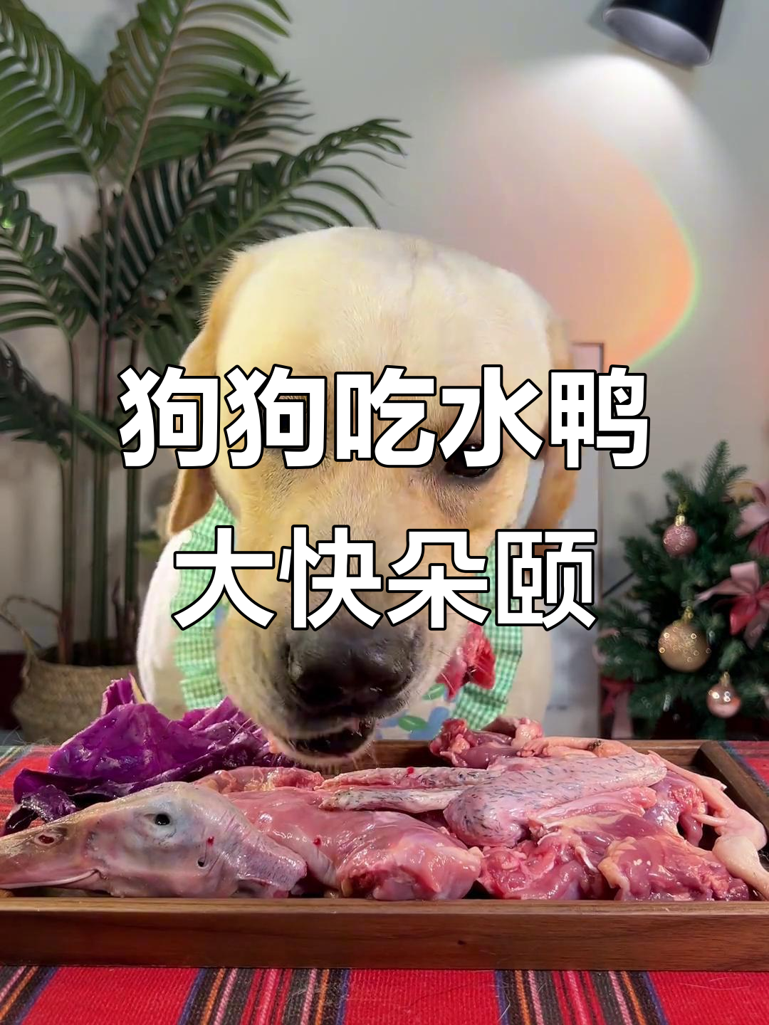 小狗首次尝试整只水鸭,带骨肉吃得超开心!
