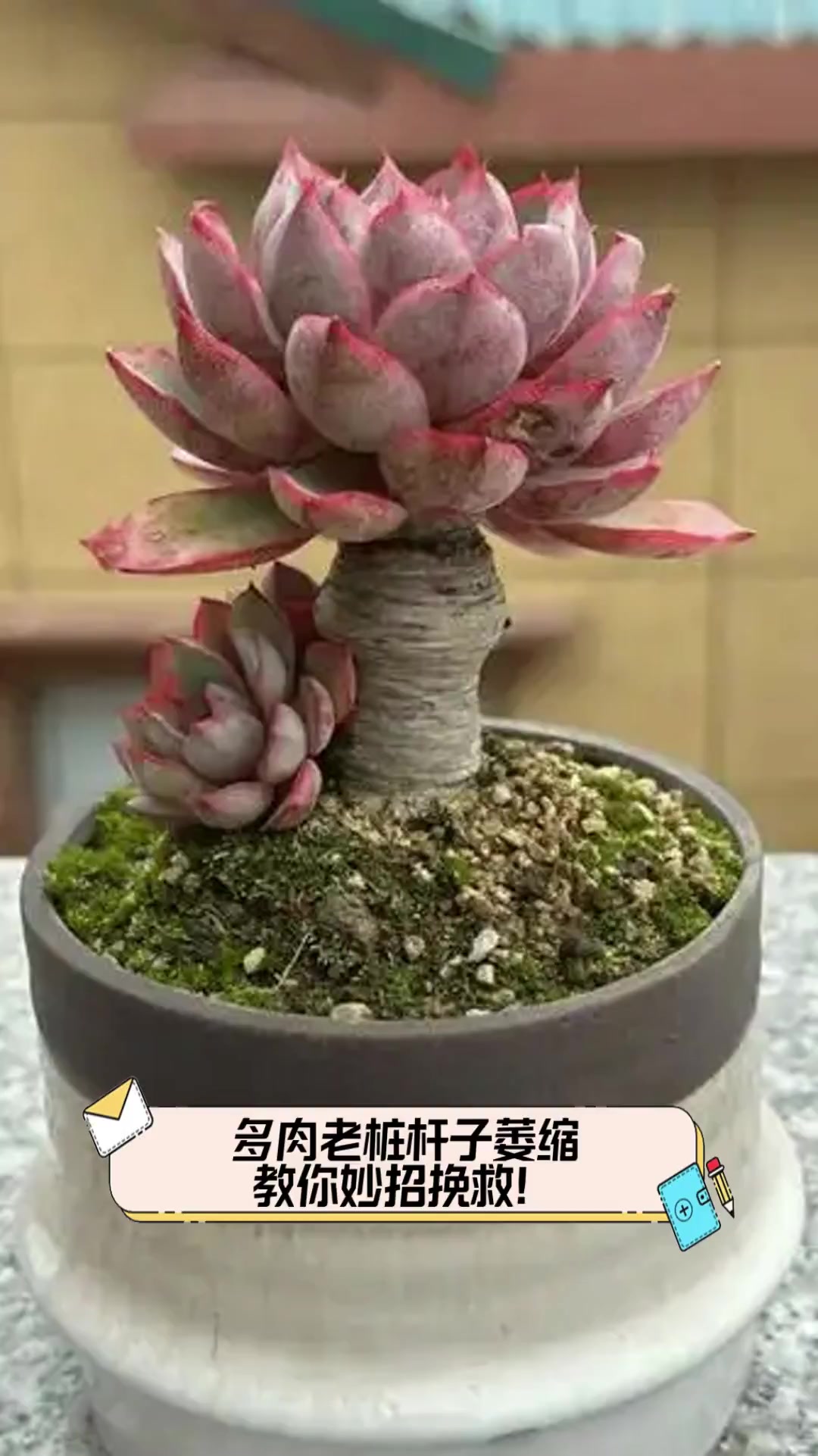 多肉老桩杆子萎缩,教你妙招挽救!