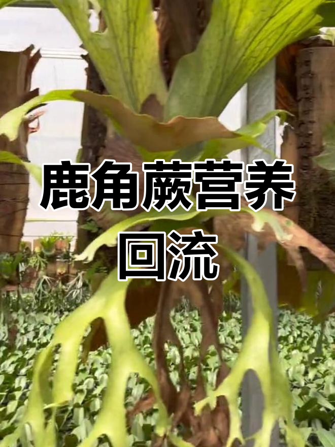 春季野菜白花采摘指南