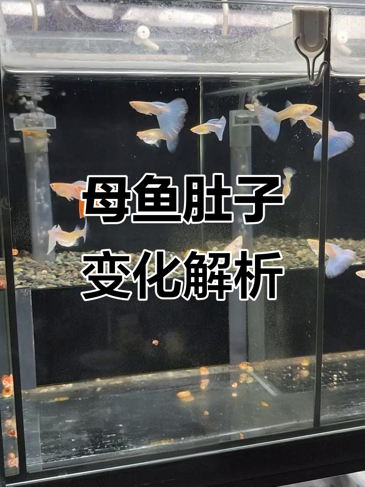 母鱼肚子瘪了,可能是卵巢没了,但也不绝对