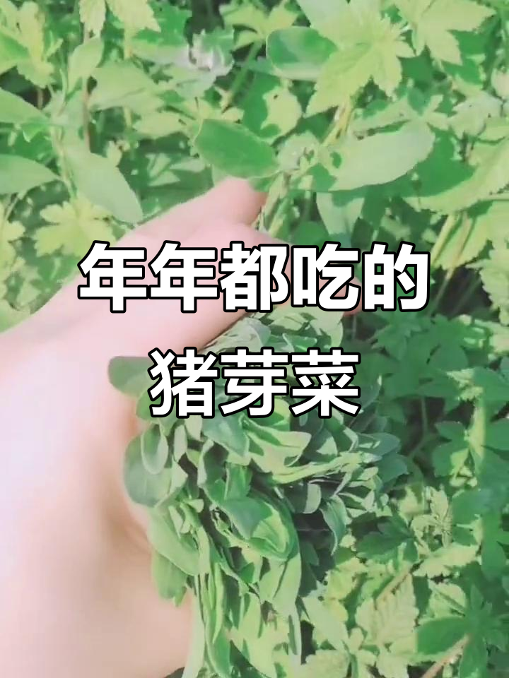 每年必吃猪芽菜,口感超赞!
