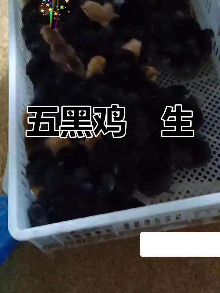 五黑鸡苗出生,生态散养土鸡新生命诞生