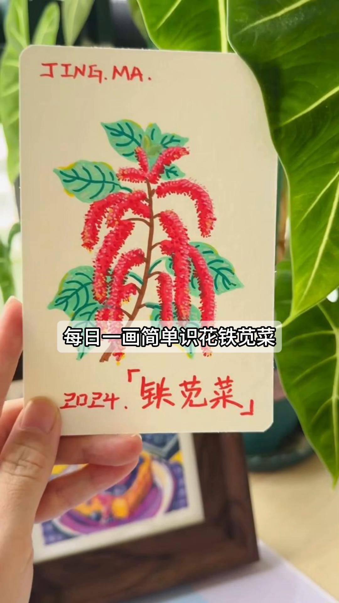每日一画简单识花铁苋菜