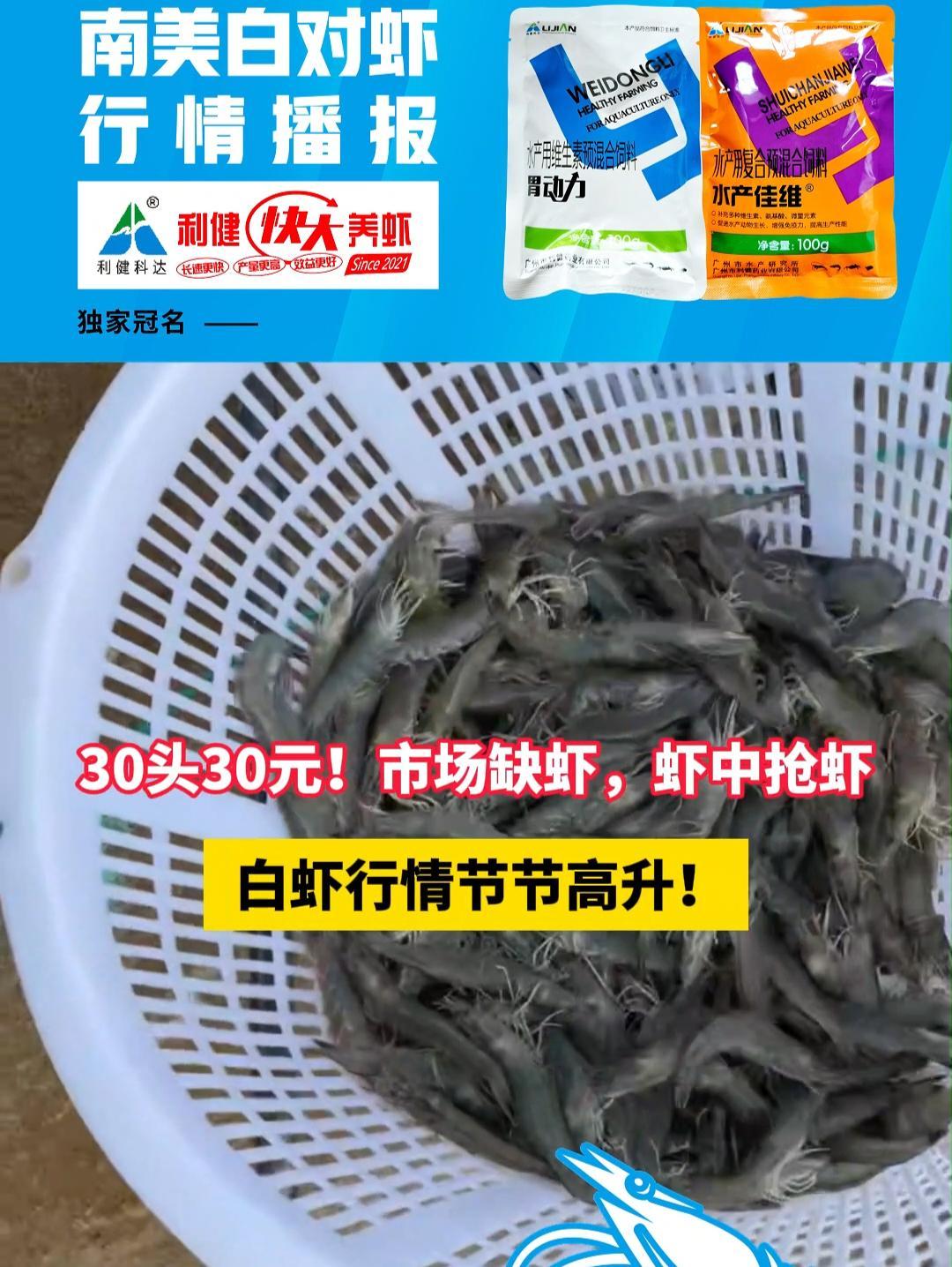 白虾行情节节高升!市场缺虾,虾中抢虾……南美白对虾 水产 水产养殖