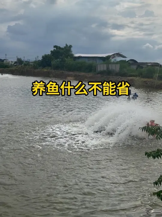 养鱼过程中这些方面千万不能省!加州鲈鱼养殖要点揭秘