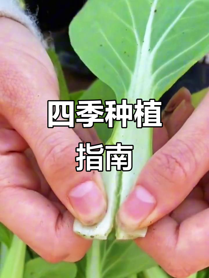 4月种鸡毛菜,播种后约两月即可采摘