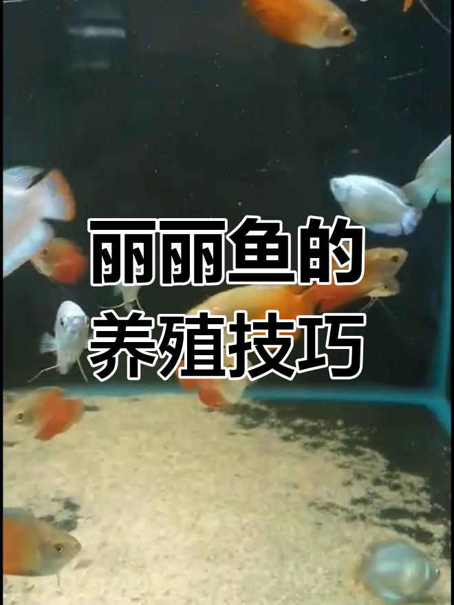 丽丽鱼:温和胆小,适合与其它温顺鱼类混养