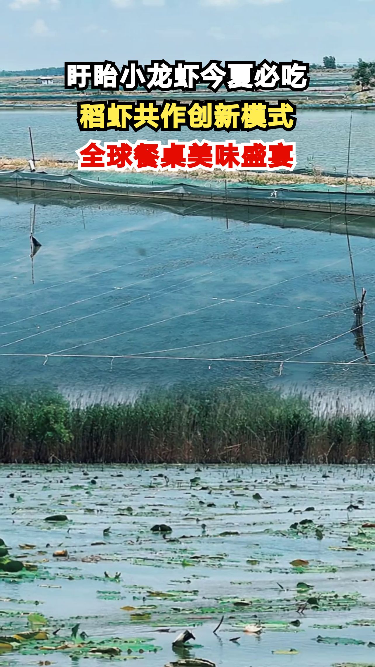 江苏盱眙小龙虾如何从水塘跃上全球餐桌？揭秘200亿产业链背后的故事！