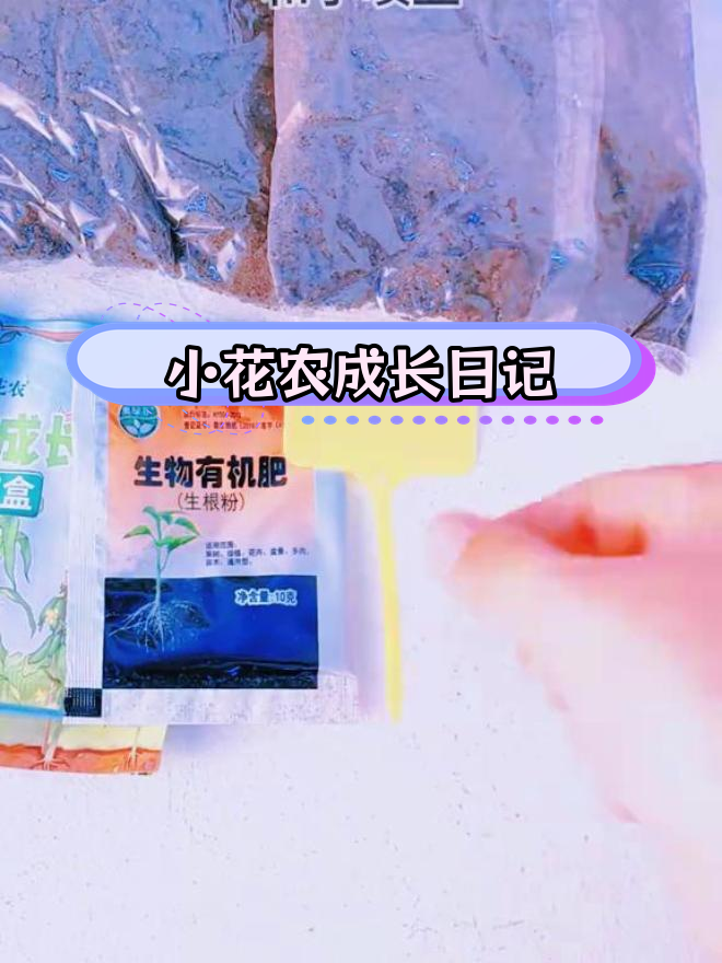 凤仙花种植实验,观察植物生长过程