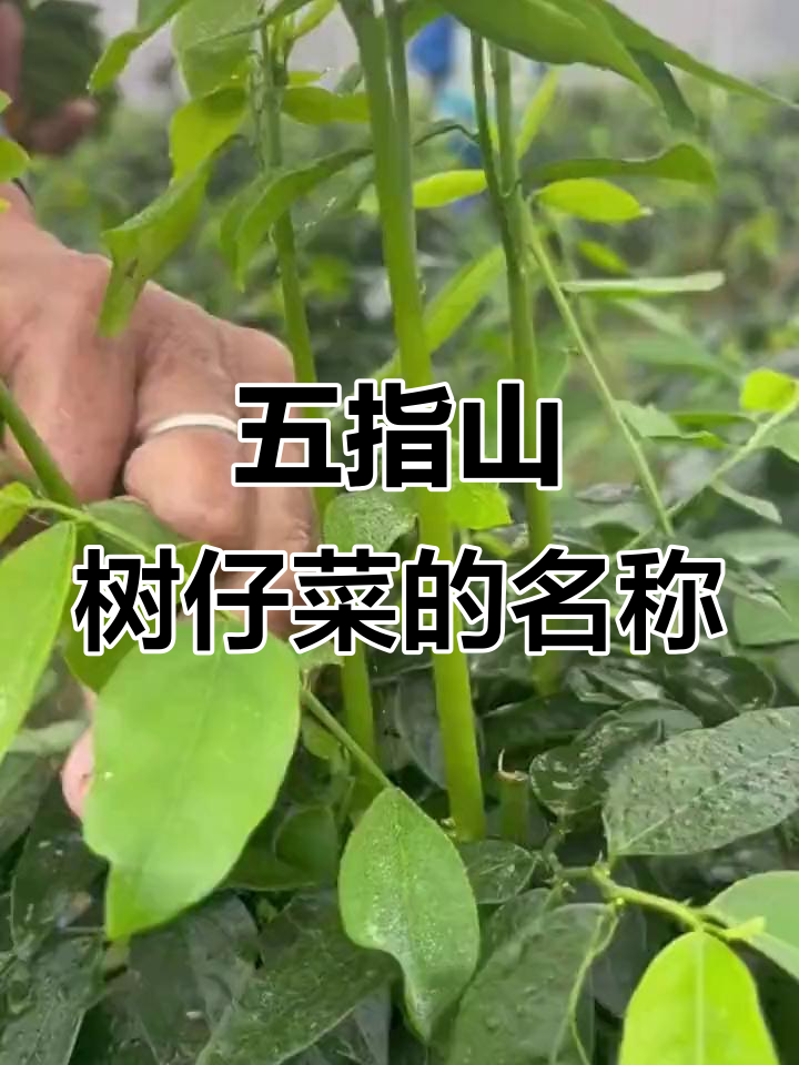 你家乡有这种植物吗?五指山树仔菜苗的独特名字