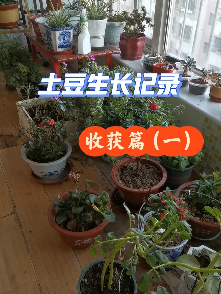 真实的土豆生长记录,收获篇(一)