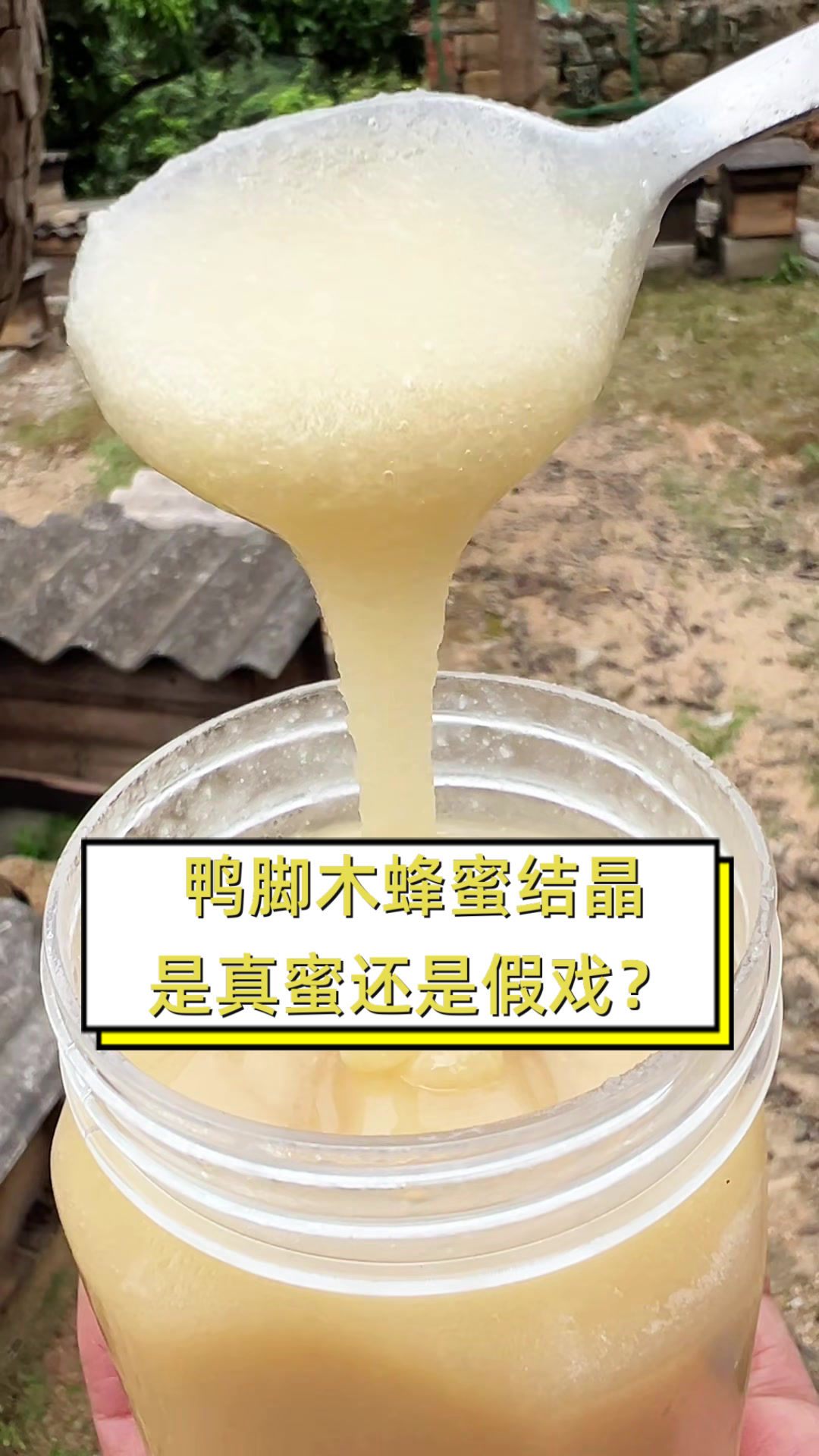 鸭脚木蜂蜜结晶,是真蜜还是假戏?