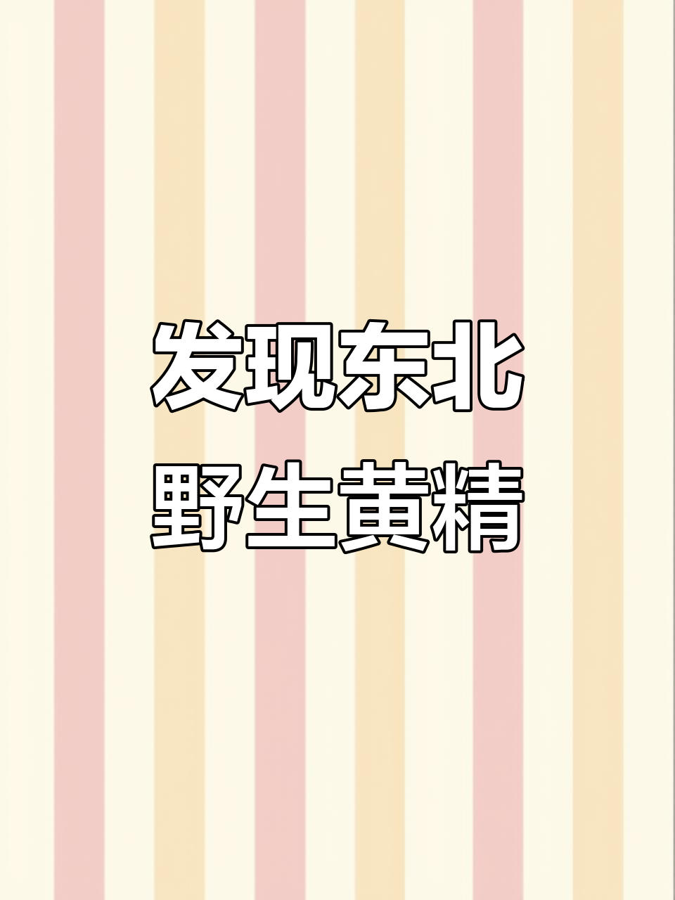 东北野生细叶黄精:珍贵草本,道家称仙人鱼粮