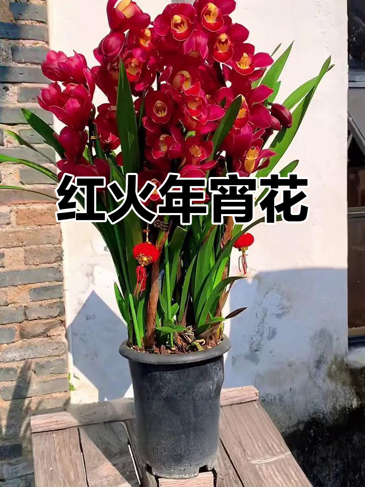 过年必备!大红袍兰花,喜庆又大气
