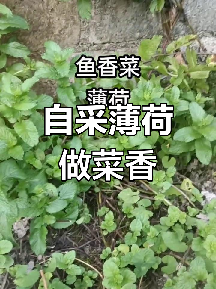 山上挖的薄荷,煮鱼炒肉都超香