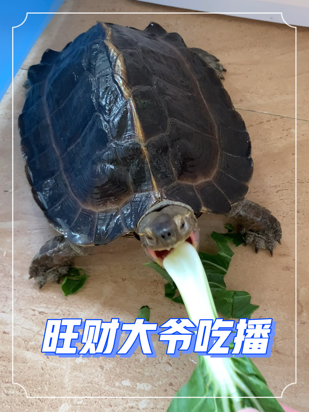 亚巨龟为什么叫吃菜龟?