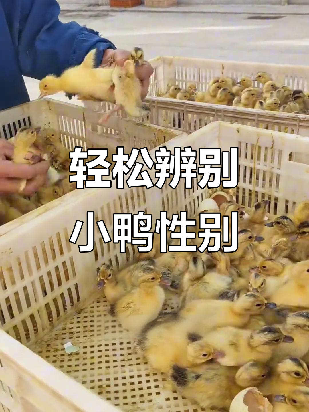 小鸭公母分辨技巧,一看就懂!