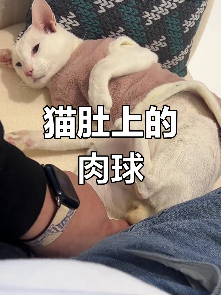猫咪肚子上长了个肉球,怎么办?