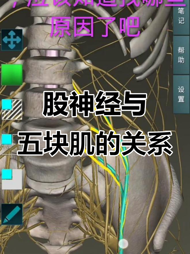 了解股神经支配的肌肉，大腿前侧问题如何解决