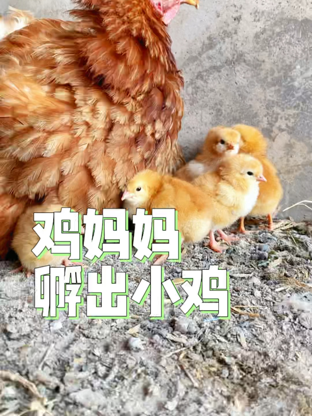 鸡妈妈孵出小鸡