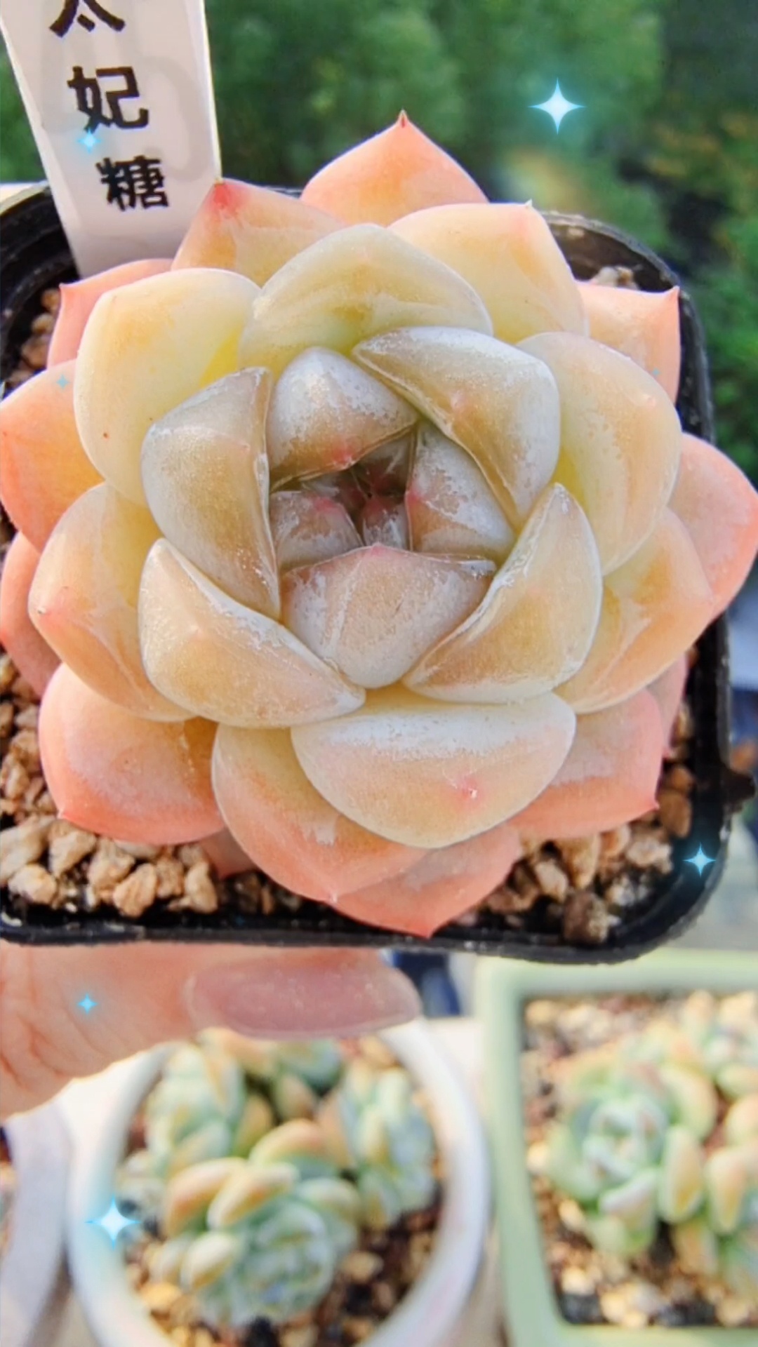 巫拉拉多肉-太妃糖