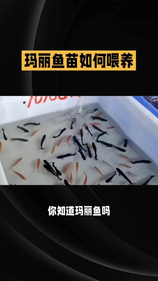 热带淡水鱼玛丽鱼:喂食与成长