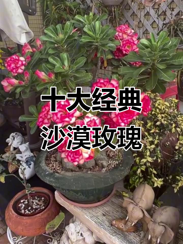 10款经典沙漠玫瑰多肉品种,带你了解它们的魅力与养护技巧