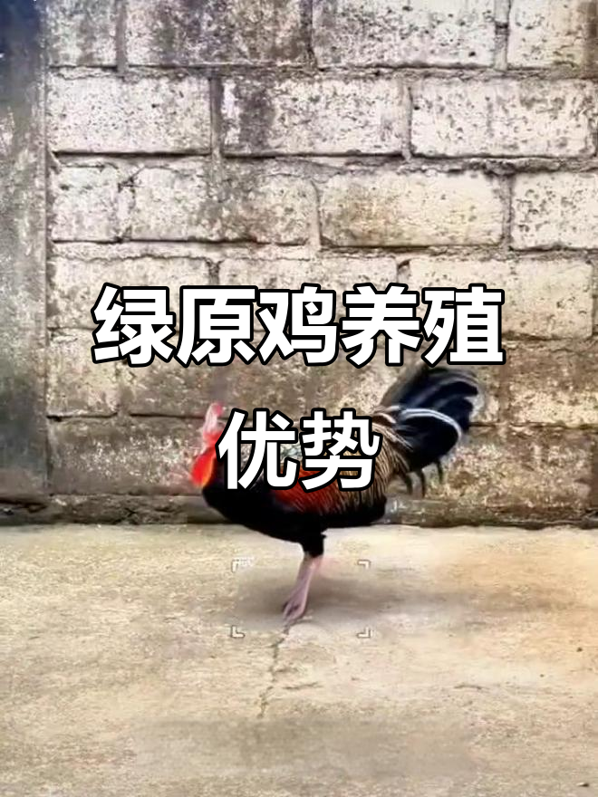 绿原鸡:胆小又美丽,果园放几只既能捉虫又能下蛋