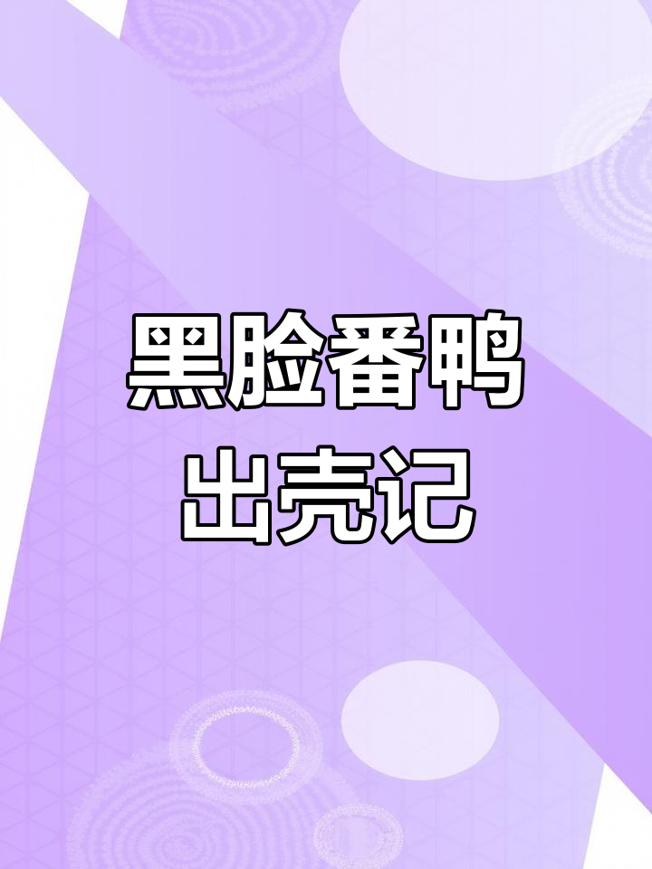 34天等待,黑脸番鸭终于出壳!呆萌小鸭子太可爱了