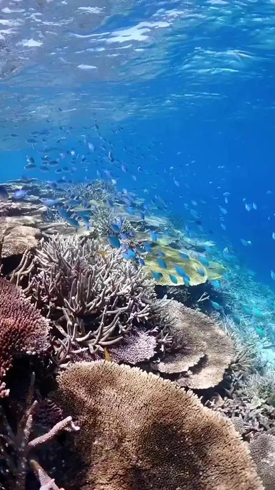 奇妙的海洋鱼类,五彩斑斓的海底世界!