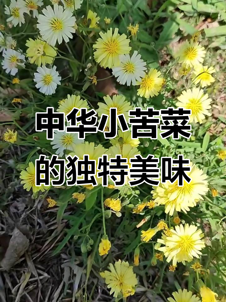 小苦菜:野味十足,炒熟后微苦鲜美