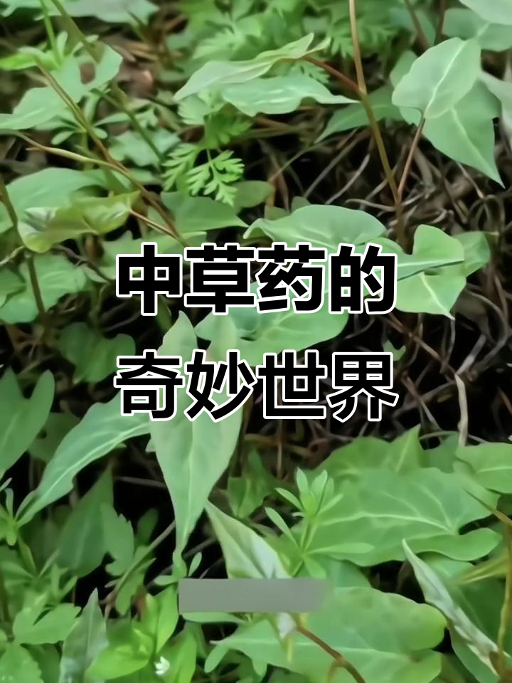 120种常见中草药全解析,了解它们的功效与用途