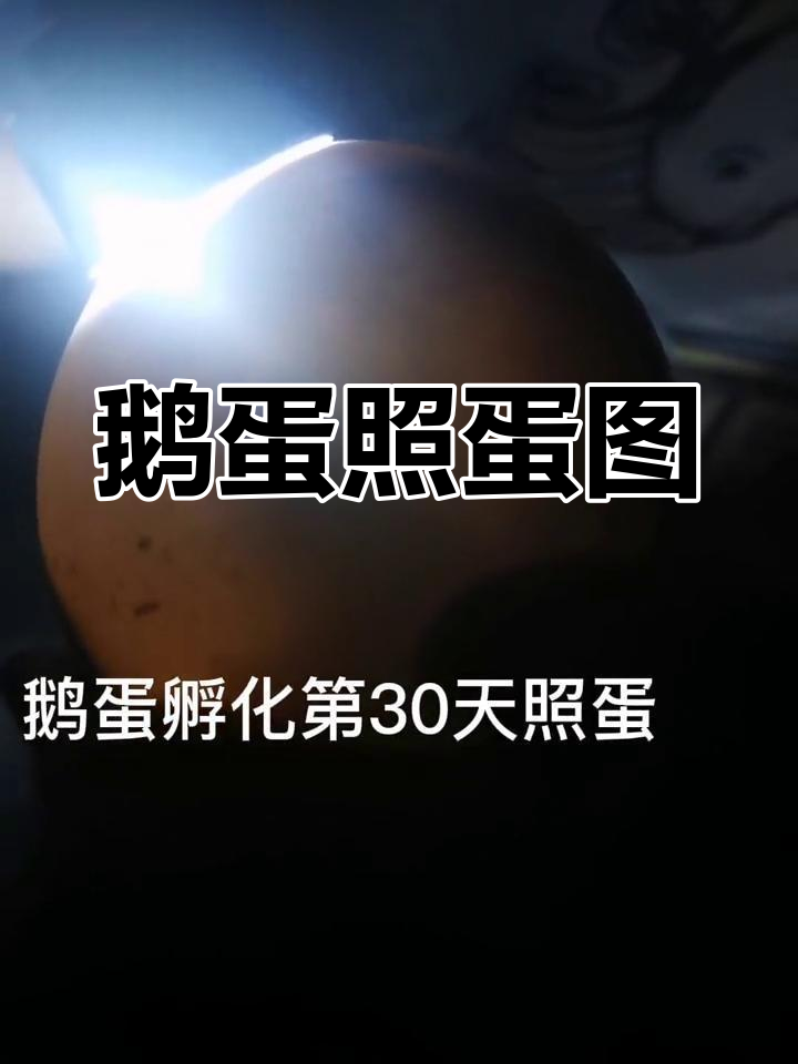 鹅蛋孵化全过程照片